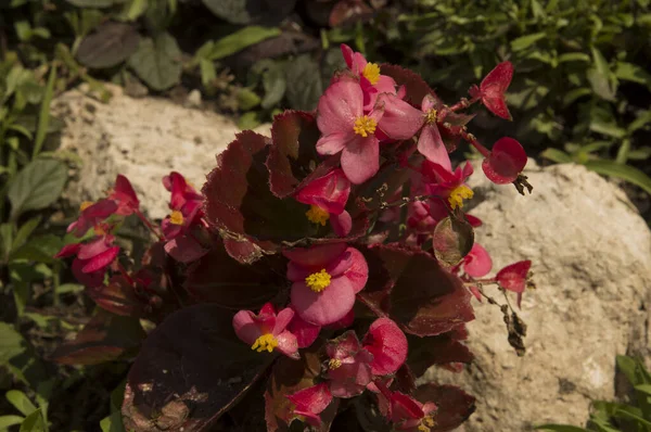 Primo Piano Fiore Begonia Con Petali Rosa Chiaro Foglie Color — Foto Stock