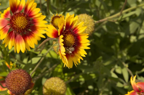 Yakın plan: Gaillardia çiçekleri ve bal taneleri.