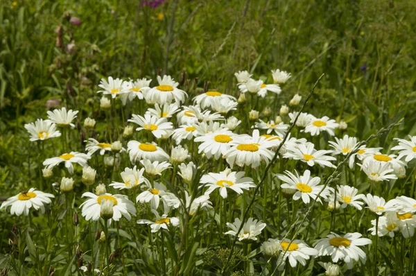 Yakın plan: papatya çiçekleri büyük papatyalar gibi görünüyor.