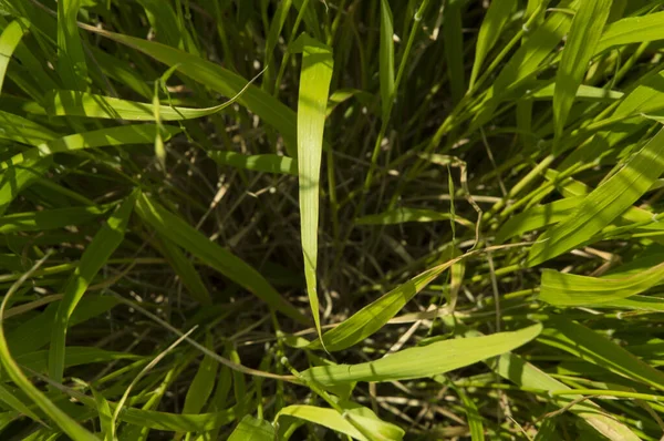クローズアップ 上からレーンビューに長い葉を持つ草 — ストック写真