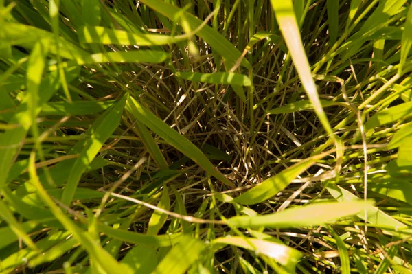 クローズアップ 上からレーンビューに長い葉を持つ草 — ストック写真