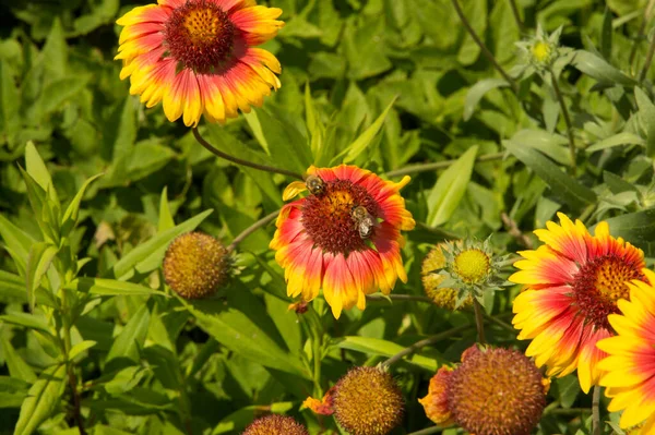 Närbild Gaillardia Blommor Med Två Bin Samla Honung Dagg — Stockfoto