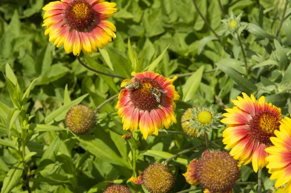 Närbild Gaillardia Blommor Med Två Bin Samla Honung Dagg — Stockfoto