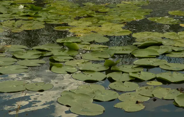 Danau Buatan Dengan Bunga Bakung Air Kuning Mengapung Daun Bulat — Stok Foto