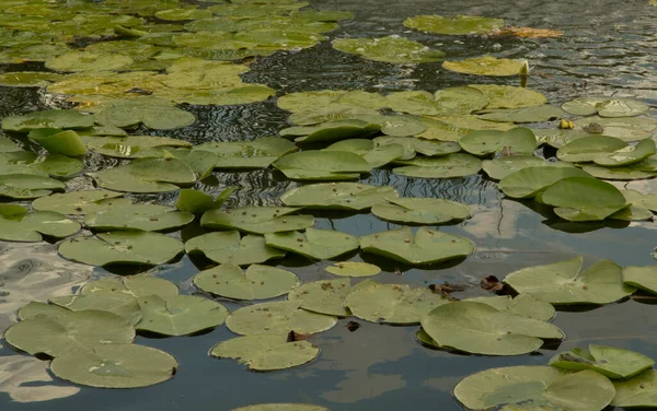 Danau Buatan Dengan Bunga Bakung Air Kuning Mengapung Daun Bulat — Stok Foto