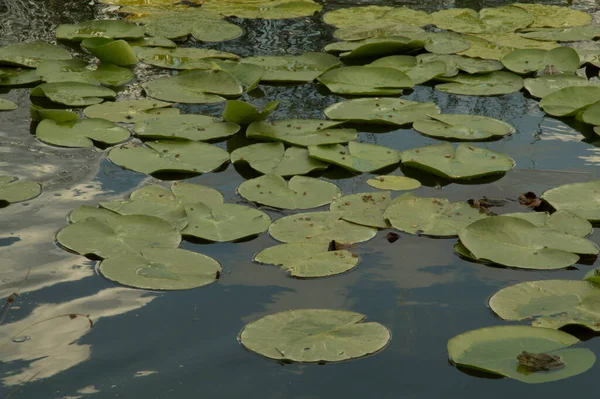 Danau Buatan Dengan Bunga Bakung Air Kuning Mengapung Daun Bulat — Stok Foto