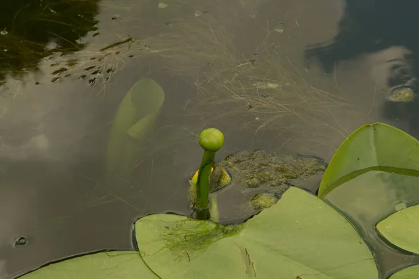 Flor Lírio Água Verde Não Expandida Rodeado Flutuando Por Grandes — Fotografia de Stock