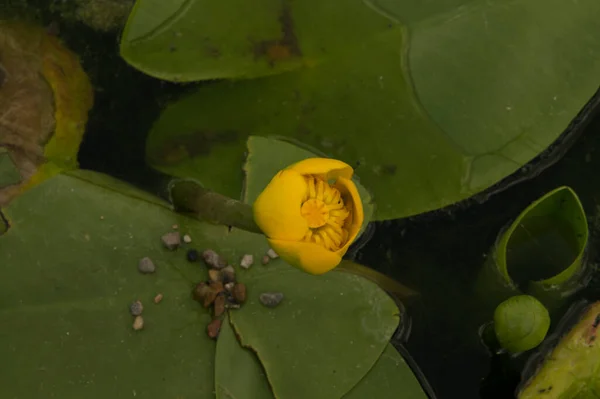 Bunga Lili Air Kuning Yang Tidak Diperluas Dikelilingi Oleh Daun — Stok Foto
