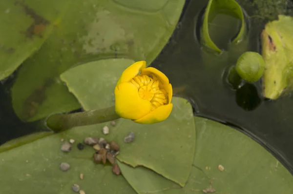 Fleur Nénuphar Jaune Non Élargie Entourée Grandes Feuilles Rondes Dans — Photo