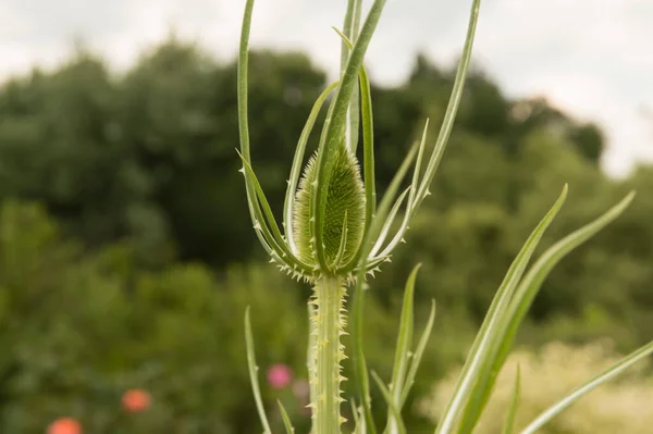 Yakın plan: yeşil çay çiçeği.