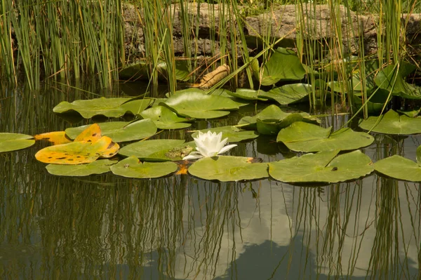 Une Grenouille Sur Grand Avant Toit Flottant Rond Près Rose — Photo