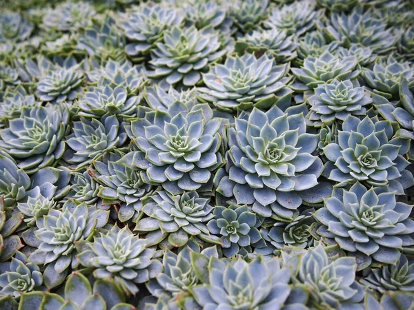 Bir demet Echeveria leylağı ya da hayalet echeveria resmi