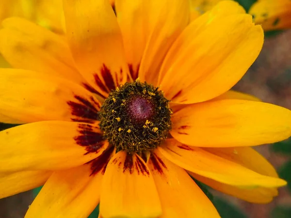 Sarı papatya çiçeği ya da siyah gözlü Susan 'ın yakın plan görüntüsü
