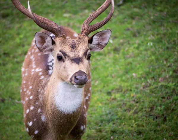 Bandipur Ulusal Parkı, Karnataka, Hindistan 'da benekli bir geyik görünüyor.