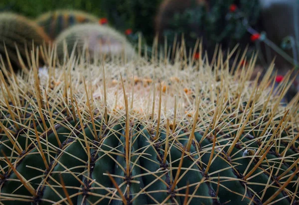 Zblízka Obraz Mammillaria Nebo Pinpolštář Kaktus Rostliny — Stock fotografie