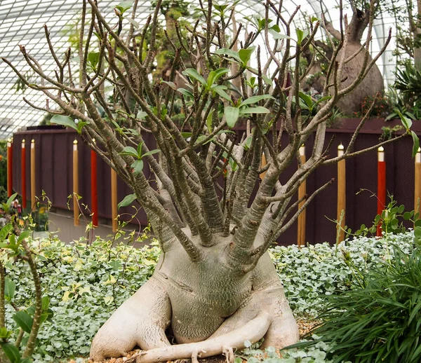 Adenium arabicum resmi genellikle Bonsai için kullanılır
