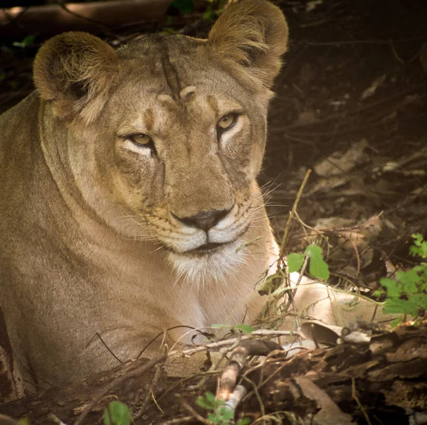 Lioness Resting Her Place Inquisitive Eyes — Stock Photo, Image