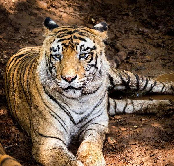 Tigre Real Bengala Descansando Seu Habitat Mantendo Relógio — Fotografia de Stock