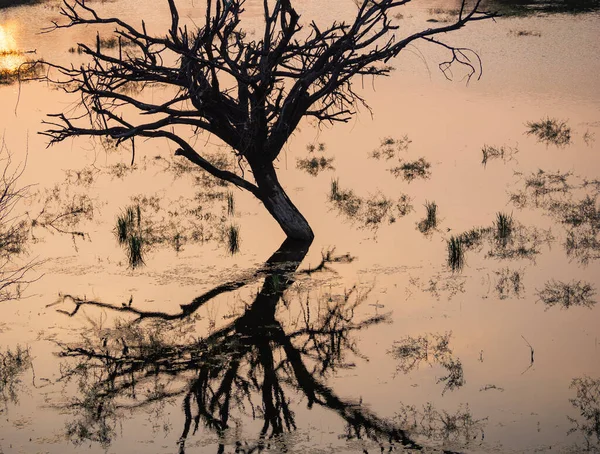 Bir ağaç resmi ve göldeki yansıması.