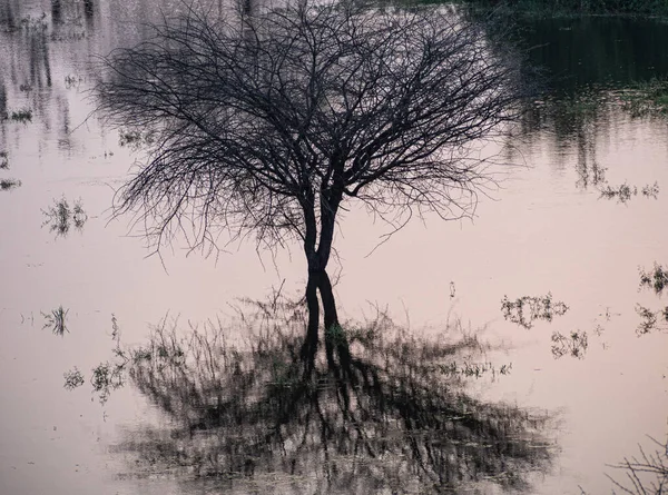 Bir sonbahar ağacı ve göldeki yansıması.