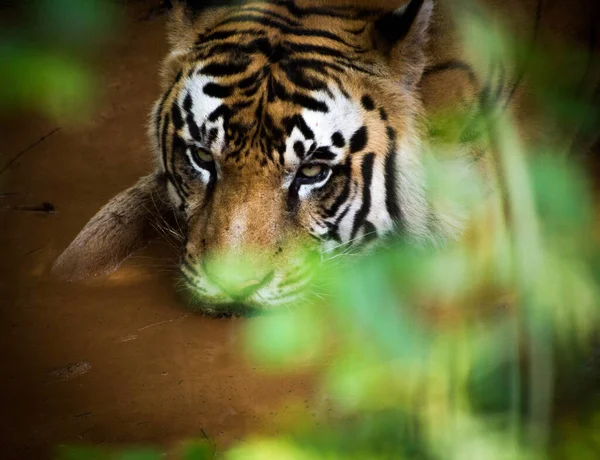 Bir kaplanın gözleri susadığında bile tehditkar görünür.