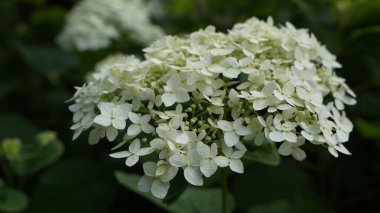 Ortanca çiçekleri. Yeşil arkaplanda beyaz ortanca çiçekleri. 