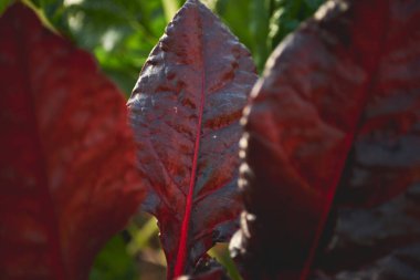 Taze organik Gökkuşağı İsviçre Chard; Şili mutfağında yaygın olan yapraklı kırmızı sebze.