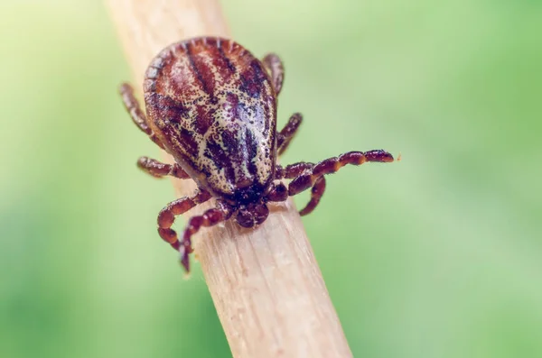 Parasite Dangereux Vecteur Acariens Sur Une Branche — Photo