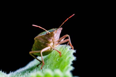 Bir sayfa üzerinde siyah bir arka plan üzerinde oturan yeşil kalkan hata Palomena prasina.