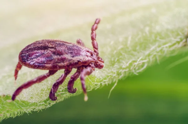 Dangerous Parasite Infection Carrier Mite Sitting Green Leaf — Stock Photo, Image