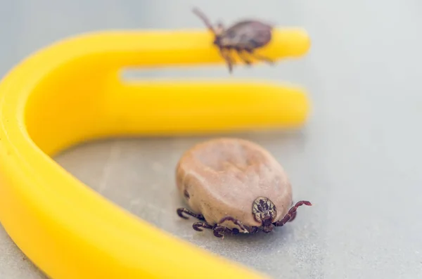 Mite Arrastrándose Una Pinza Amarilla Para Eliminar Las Garrapatas — Foto de Stock