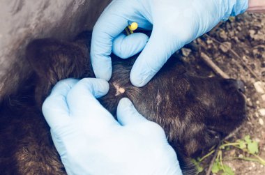 İnsan elinde mavi eldiven köpek Kancalı kene çıkarmak.