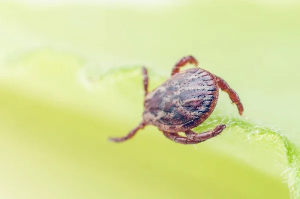 Parasite Dangereux Acarien Vecteur Infection Assis Sur Une Feuille Verte — Photo