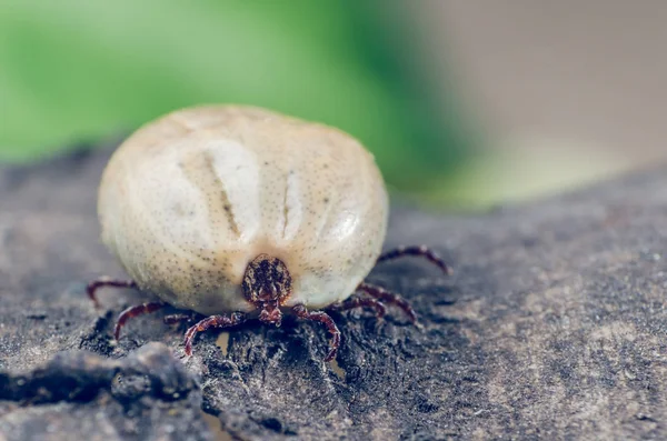 Nebezpečný Parazit Přenašeči Infekce Klíště Plné Krve Sedí Kůře Stromu — Stock fotografie