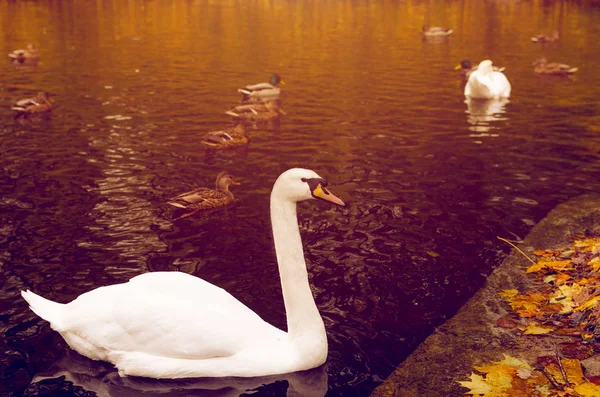 Белый Лебедь Дикие Утки Плавают Озере — стоковое фото