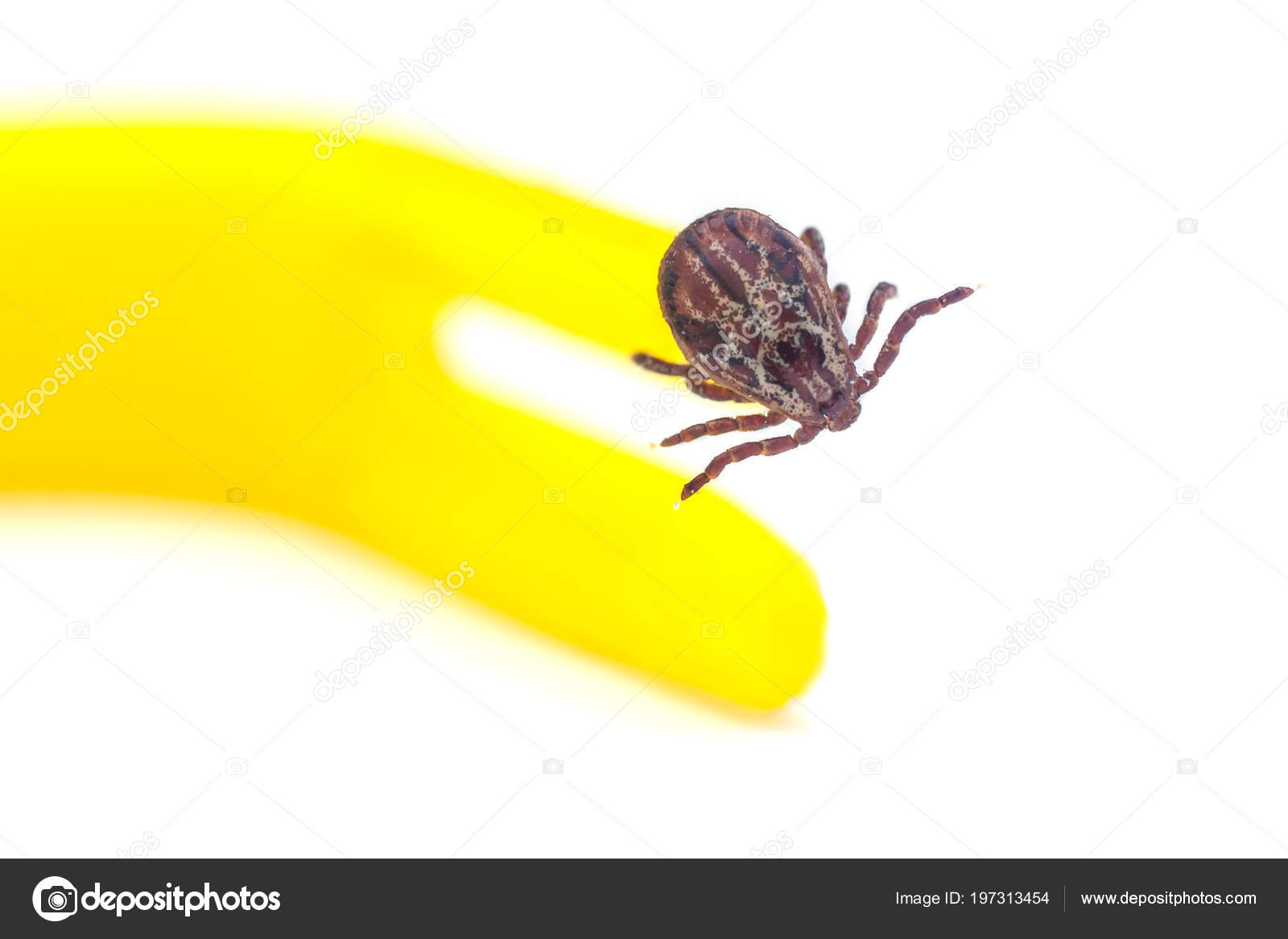 すべての美しい花の画像 100 Epic Bestダニ 白い すべての美しい花の画像 100 Epic Bestダニ 白い