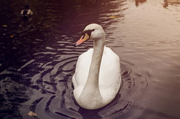 Witte Zwaan Wilde Eenden Zwemmen Het Meer — Stockfoto