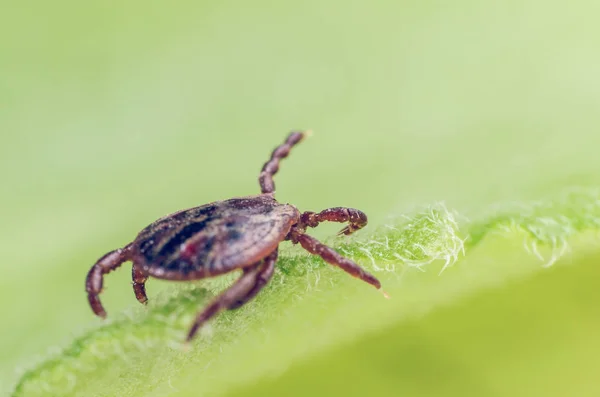 Parasite Dangereux Acarien Vecteur Infection Assis Sur Une Feuille Verte — Photo