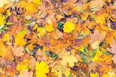 Düşmüş sonbaharın renkli arka plan doku bırakır.