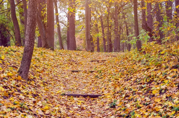 Steinstufen Mit Gelben Herbstblättern Übersät — Stockfoto