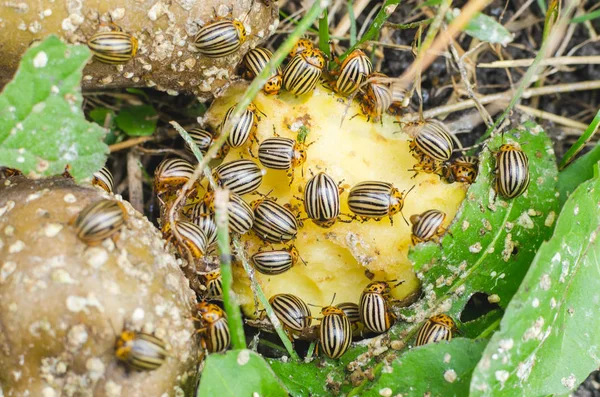 Les Scarabées Colorado Mangent Des Pommes Terre Dans Herbe — Photo