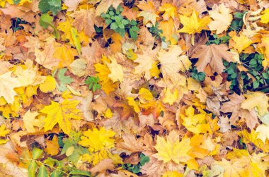 Düşmüş sonbaharın renkli arka plan doku bırakır.