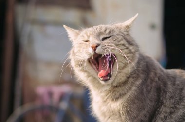 Bir kedi ile geniş açık ağız esnemek.
