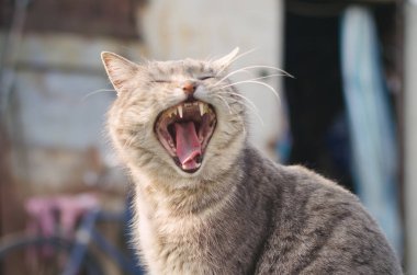 Bir kedi ile geniş açık ağız esnemek.