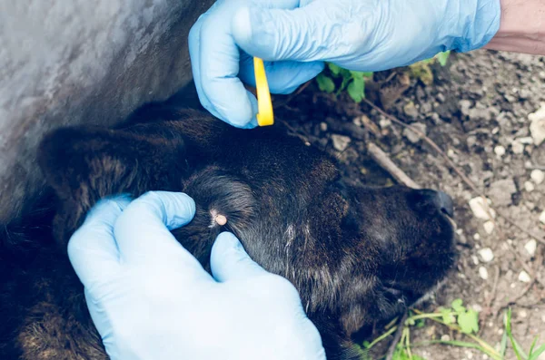 Mãos Humanas Luvas Azuis Remover Carrapato Com Gancho Cão — Fotografia de Stock