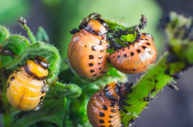 Colorado Patates böceği kırmızı larva patates yaprakları yiyor.