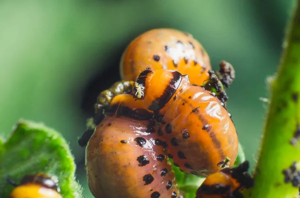 Larva Roja Del Escarabajo Patata Colorado Come Hojas Papa — Foto de Stock