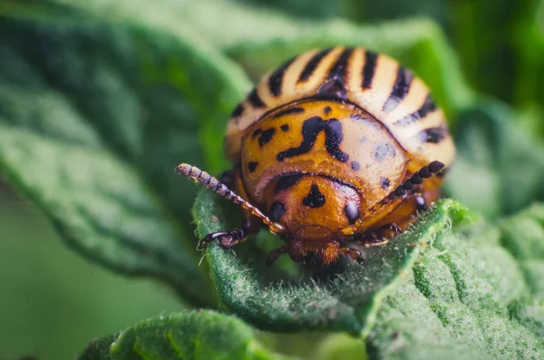 Colorado Potato Beetle Eats Potato Leaves Close — Stock Photo, Image