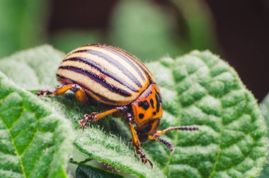 Colorado potato beetle eats potato leaves, close-up. clipart