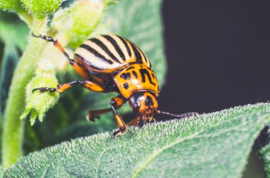 Colorado potato beetle eats potato leaves, close-up. clipart